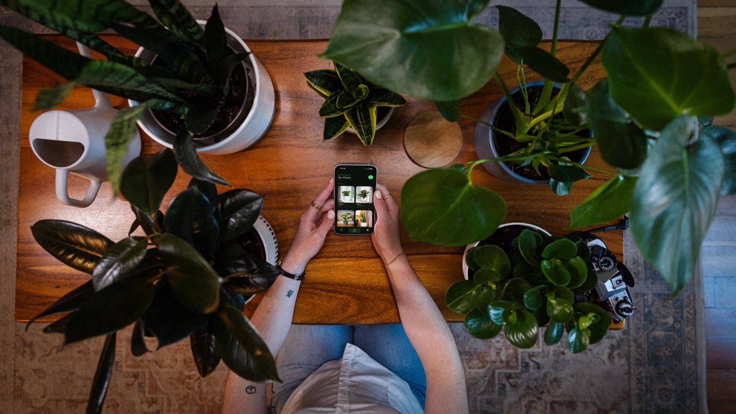 A sunlit collection of thriving houseplants