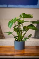 Monstera