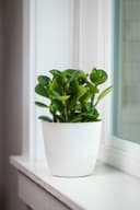 Rubber Plant