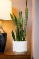 Snake Plant